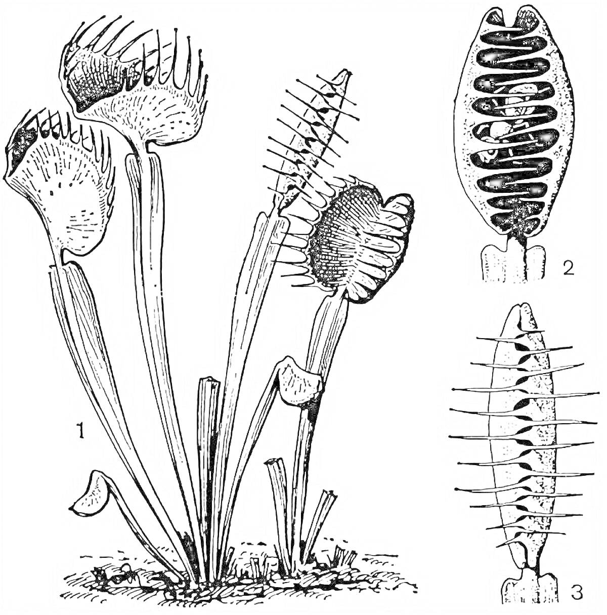 На раскраске изображено: Венерина мухоловка, Листья, Строение, Ботаника, Хищное растение