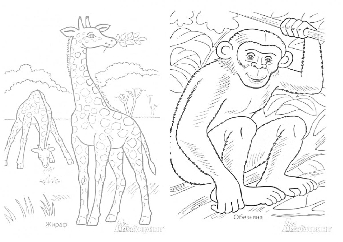На раскраске изображено: Животные, Джунгли, Для детей, 4 года, 5 лет, Природа, Луг