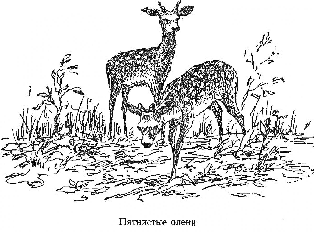 Раскраска Два пятнистых оленя среди кустов и травы