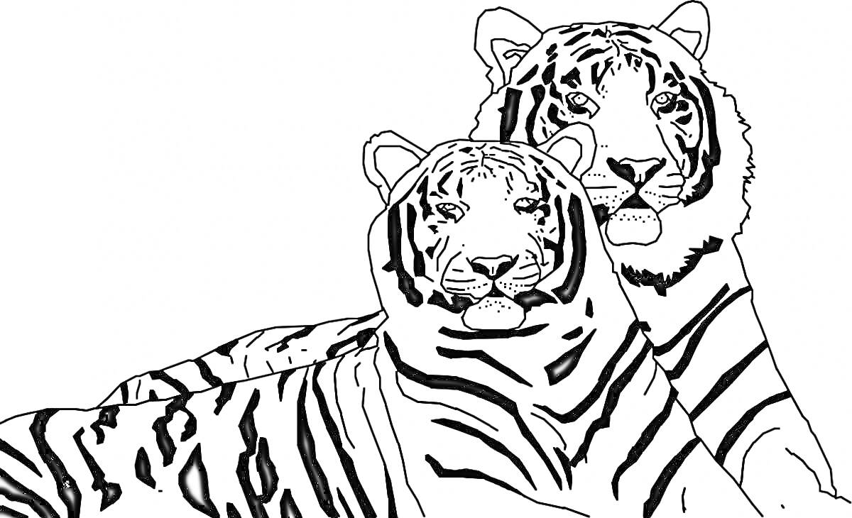 На раскраске изображено: Пара, Хищники, Дикие животные, Полосы, Большая кошка, Тигр