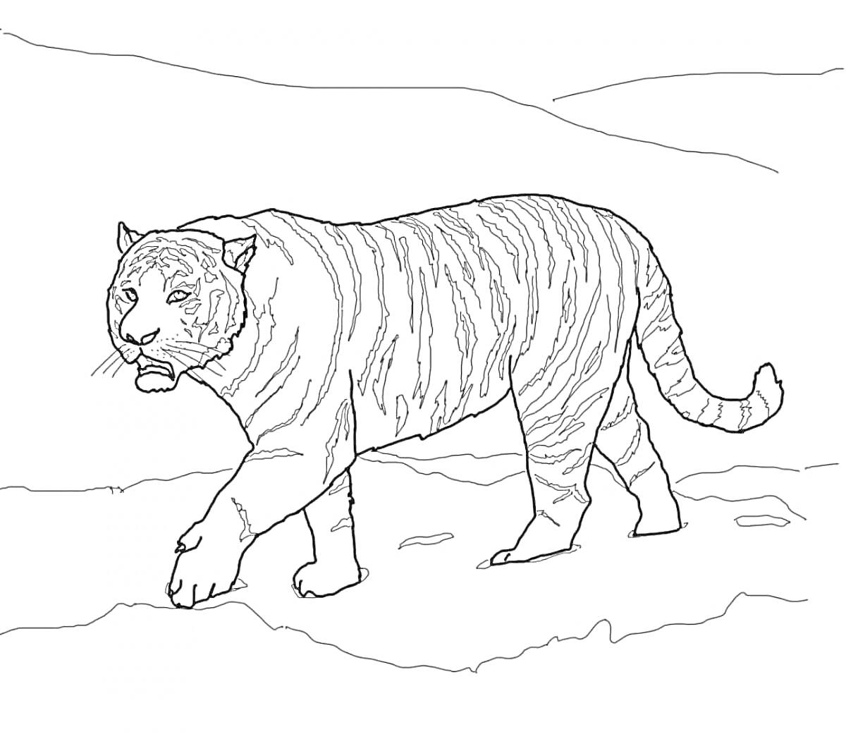 Раскраска Амурский тигр на фоне холмов