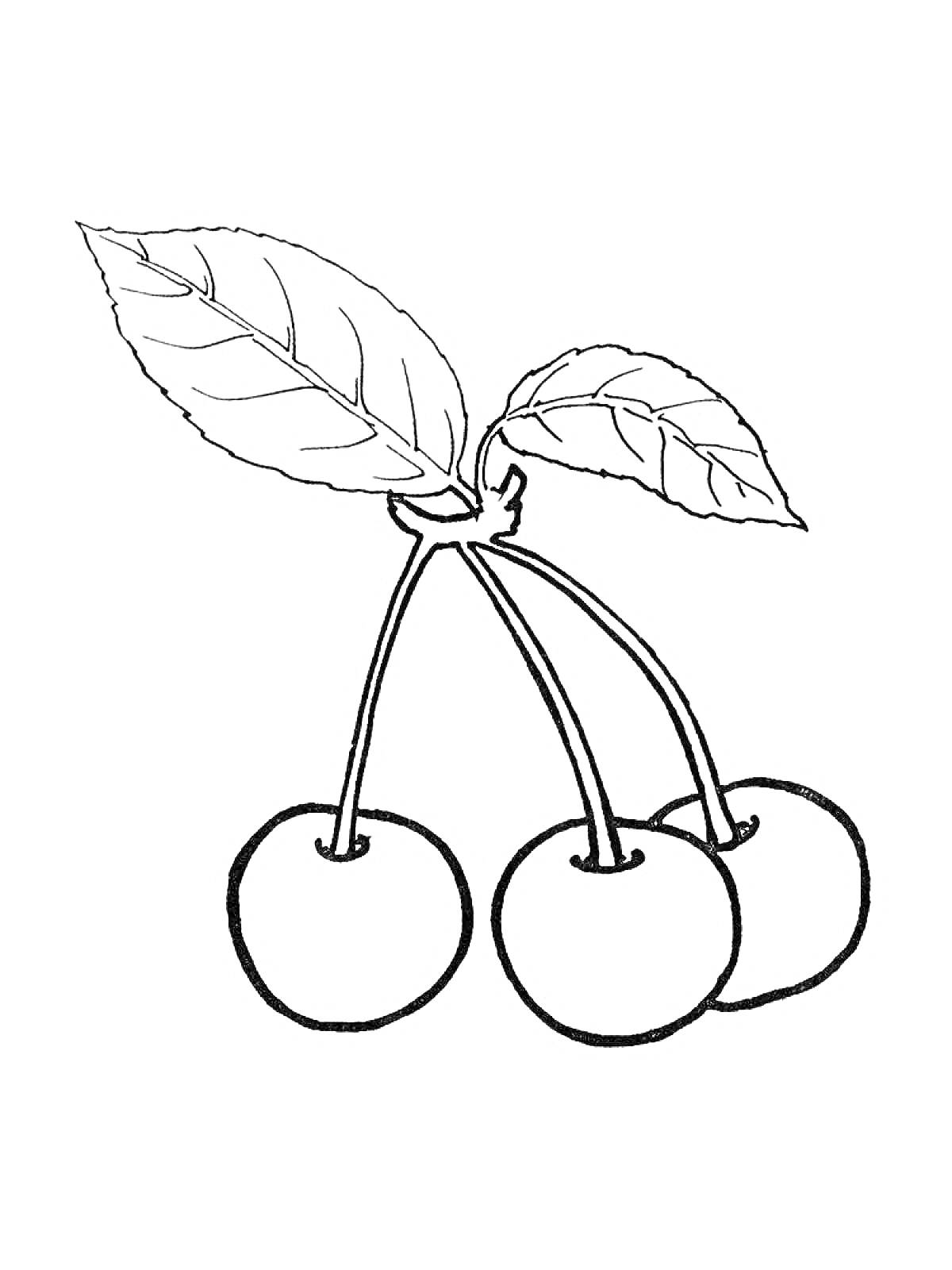 Раскраска Три вишни с листьями