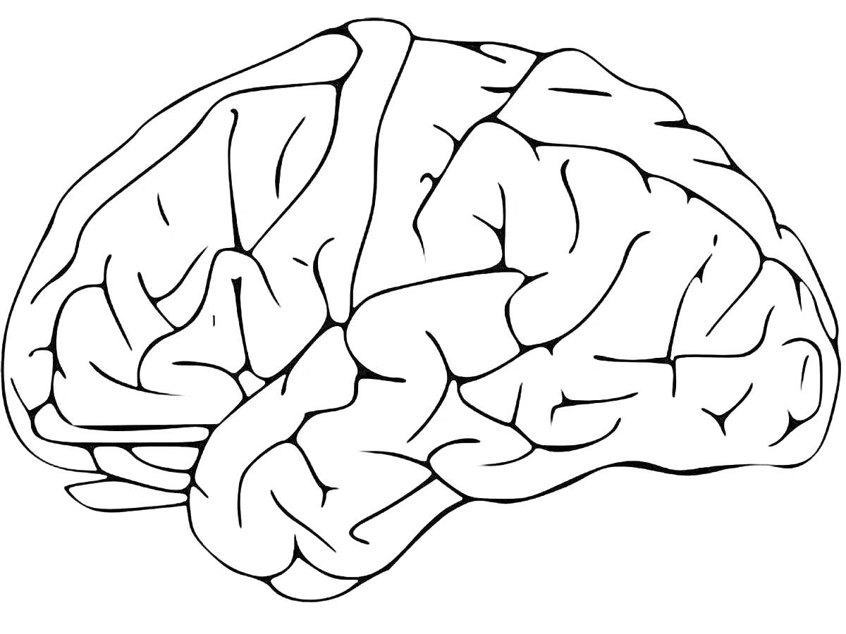 Раскраска изображение головного мозга с долями и извилинами