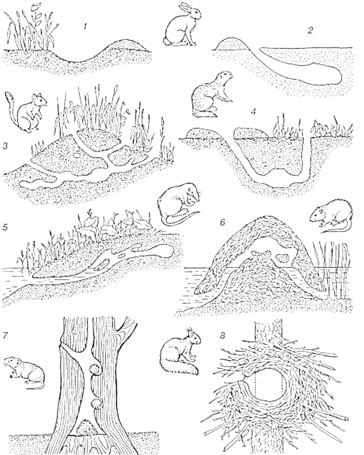 На раскраске изображено: Мышь, Бобр, Сурикат, Сурок, Кролик, Белка, Птица, Нора, Пруд, Туннель, Домик, Дупло, Гнездо