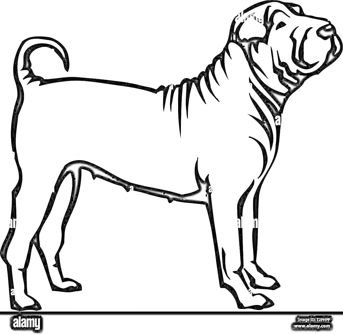 На раскраске изображено: Собака, Профиль, Животные, Питомец, Контурные рисунки