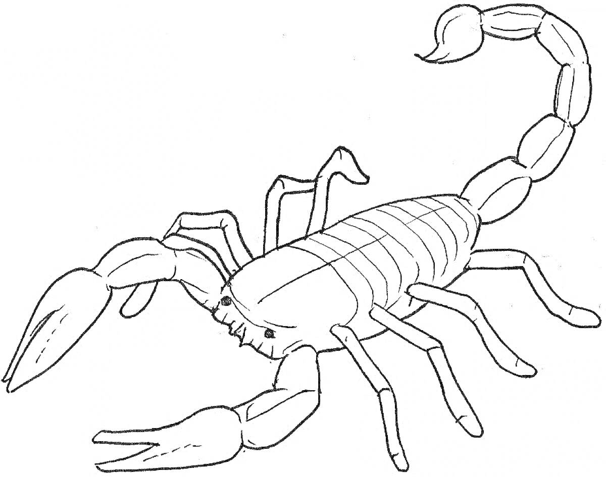 Раскраска большая раскраска со скорпионом с тремя парами ног, двумя клешнями и хвостом с жалом