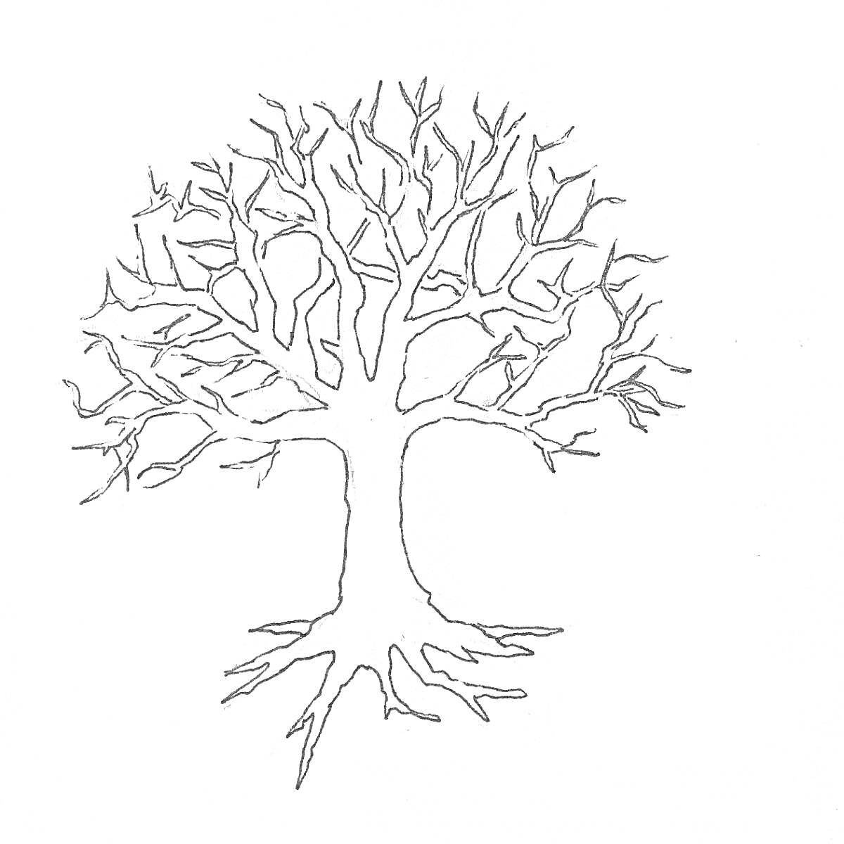 Дерево без листьев с ветвями и корнями, контурное изображение