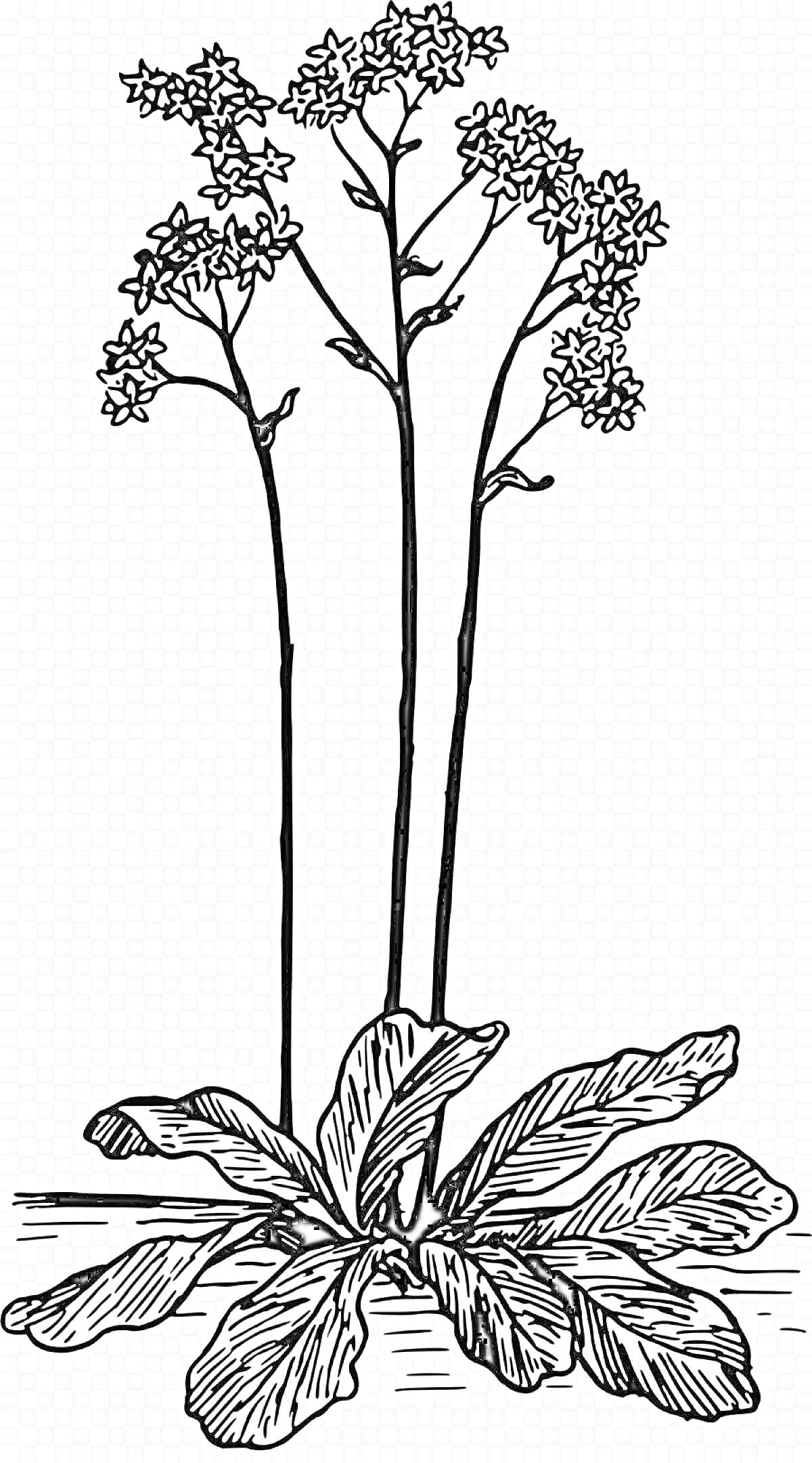На раскраске изображено: Цветы, Листья, Флора, Ботаника