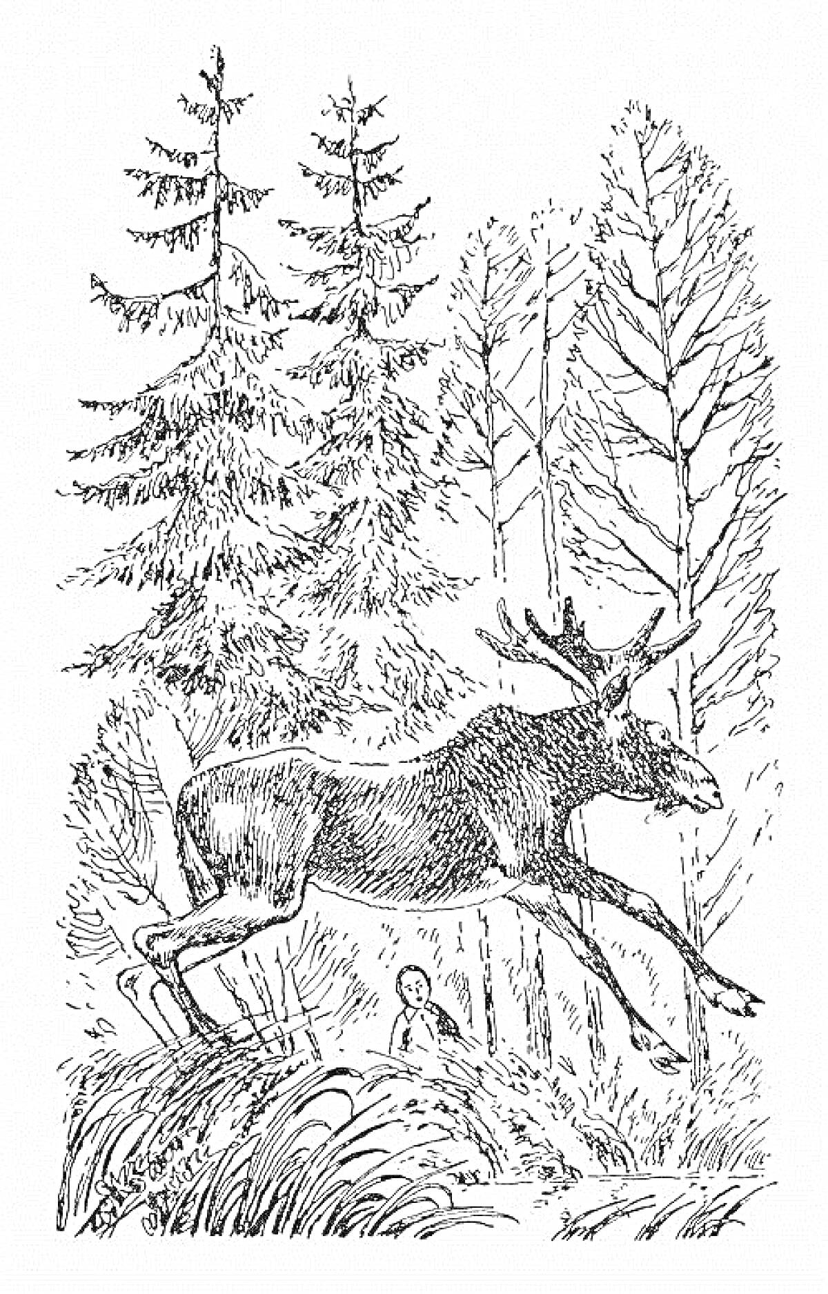 Раскраска Лось в лесу с елью и берёзами, человек в кустах