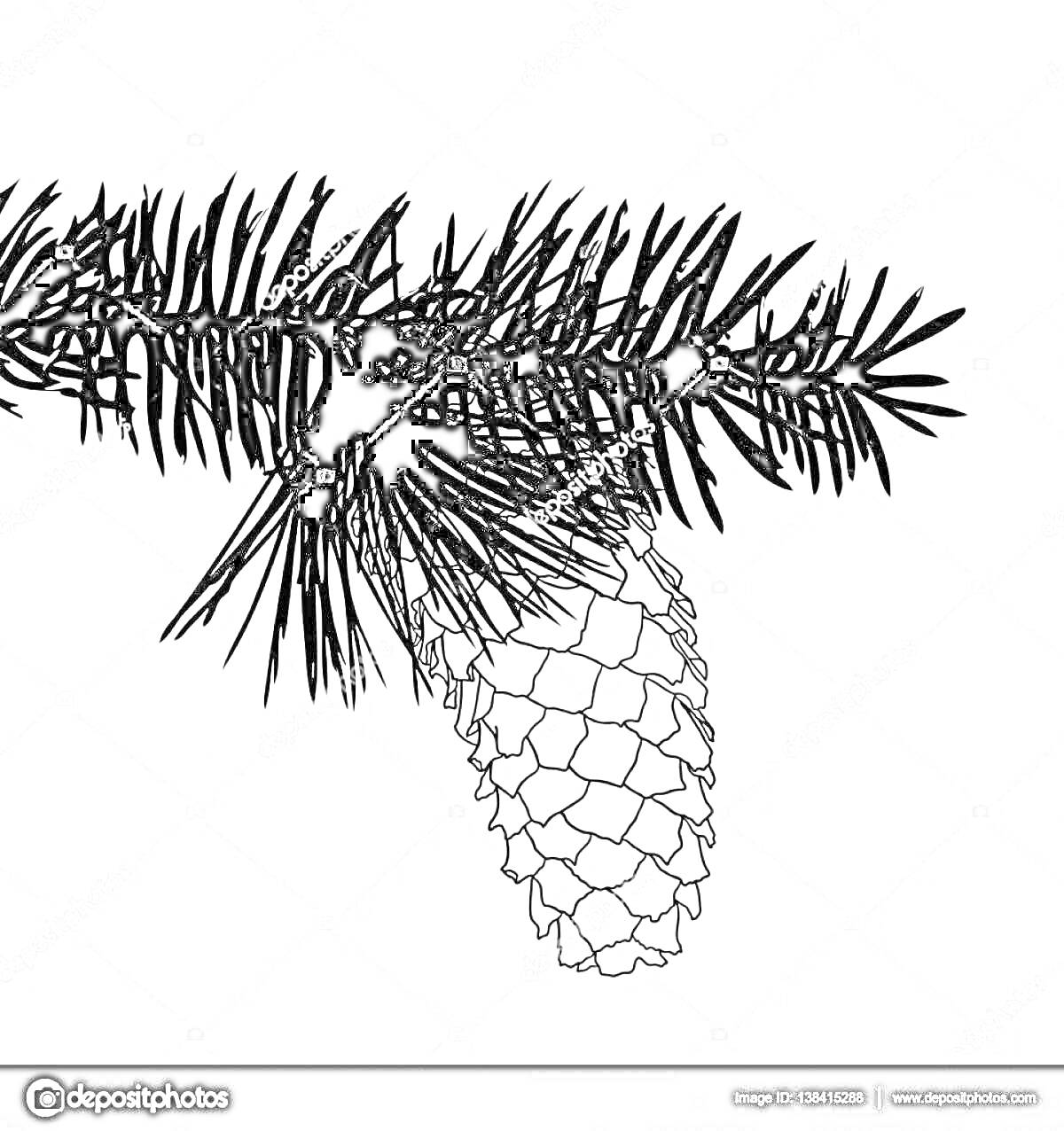 Раскраска Ветка с иголками и шишкой елового дерева