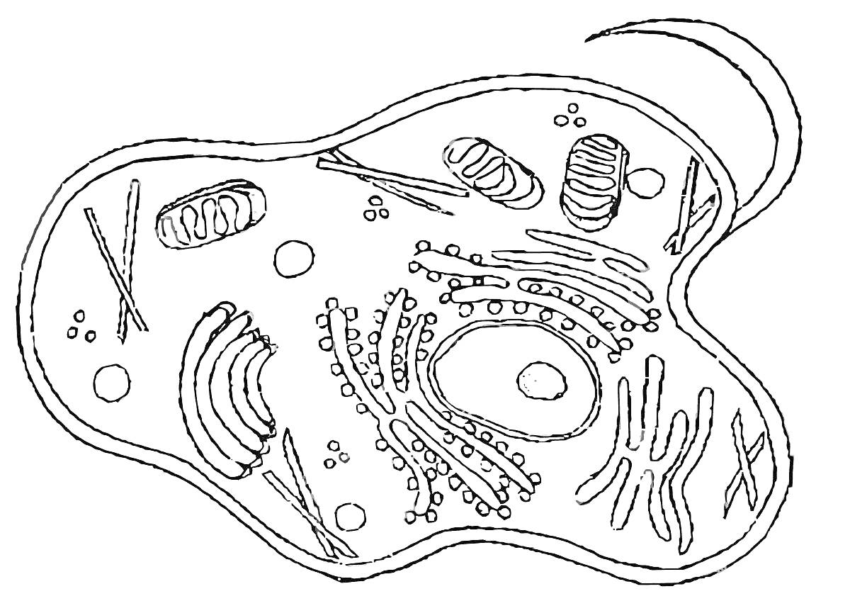 Строение клетки: ядро, митохондрии, рибосомы, эндоплазматическая сеть, аппарат Гольджи, клеточная мембрана, цитоплазма