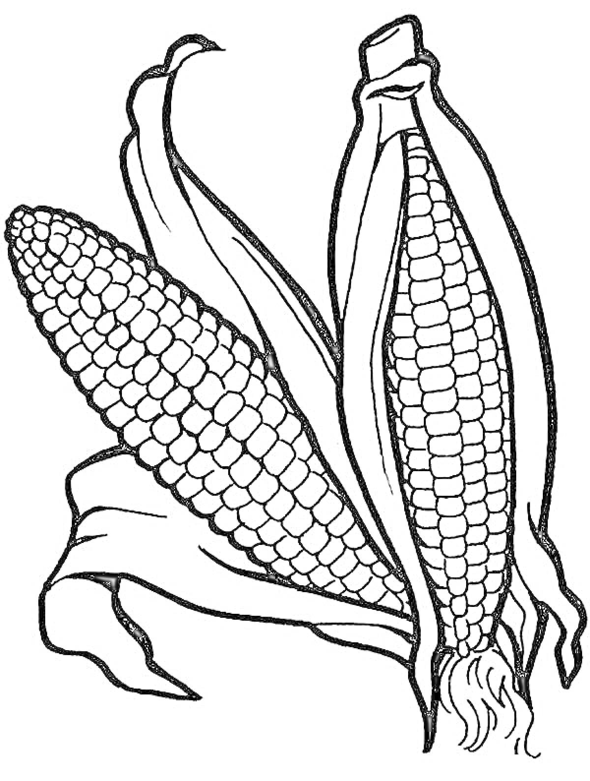 Раскраска Два початка кукурузы с листьями