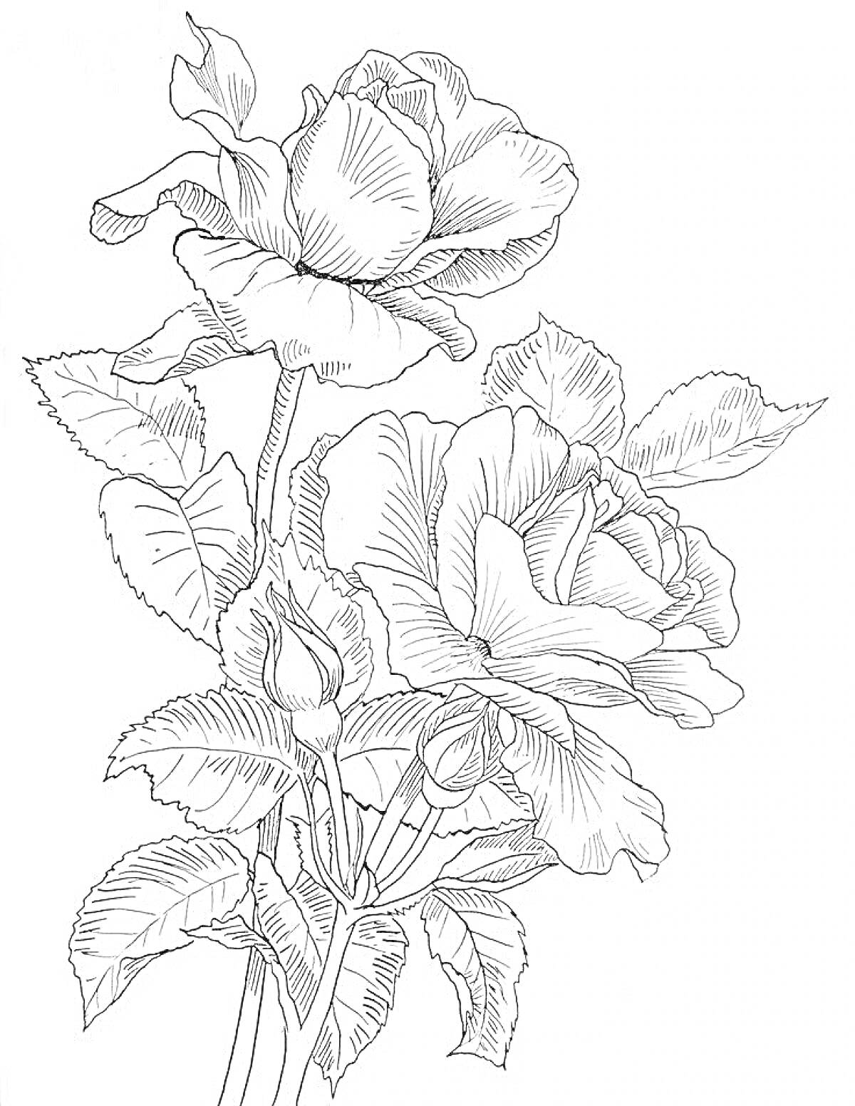 Раскраска Скетч двух распустившихся и двух нераспустившихся роз на стебле с листьями