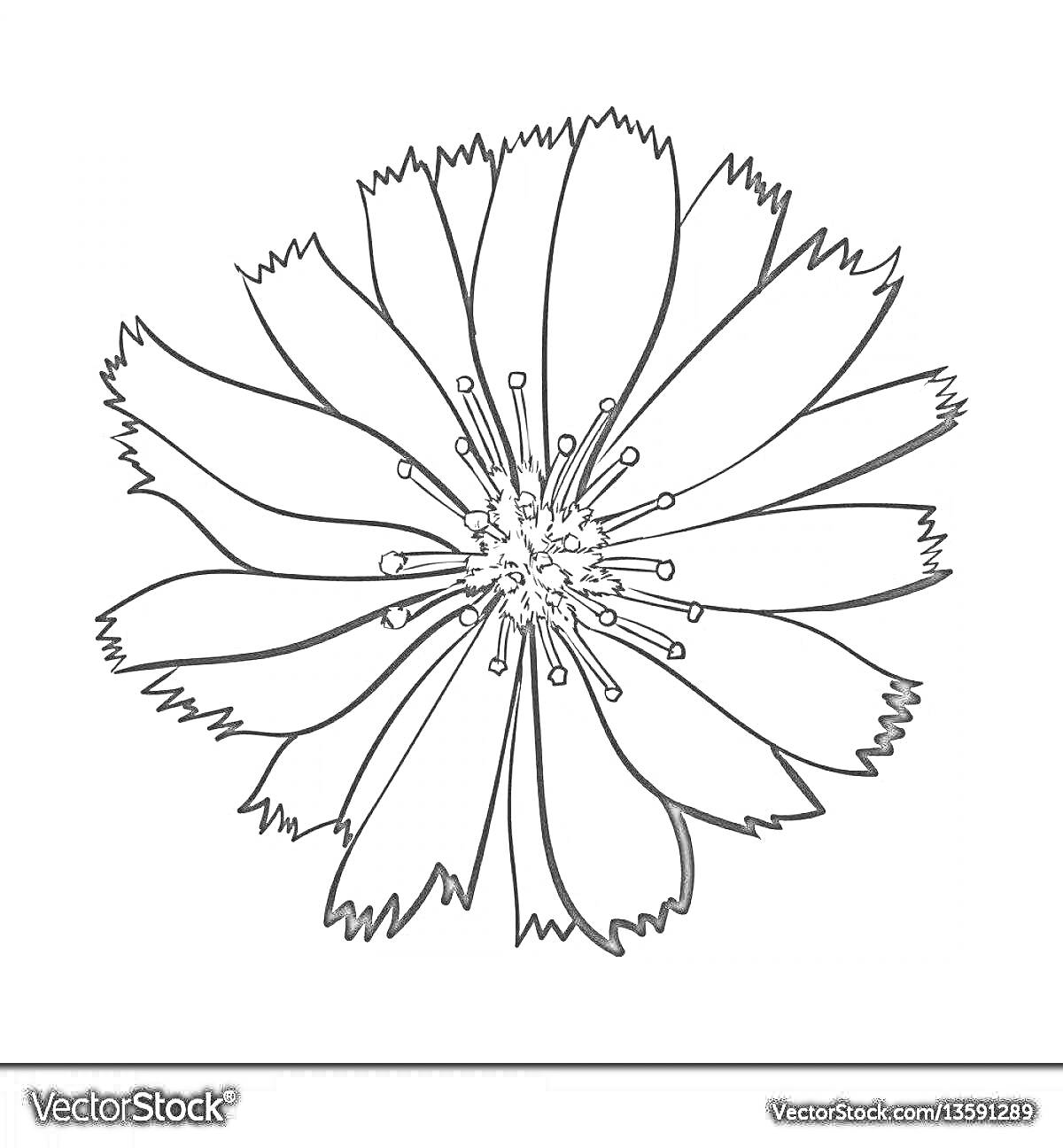 Раскраска Цветок цикория с деталями лепестков и тычинок