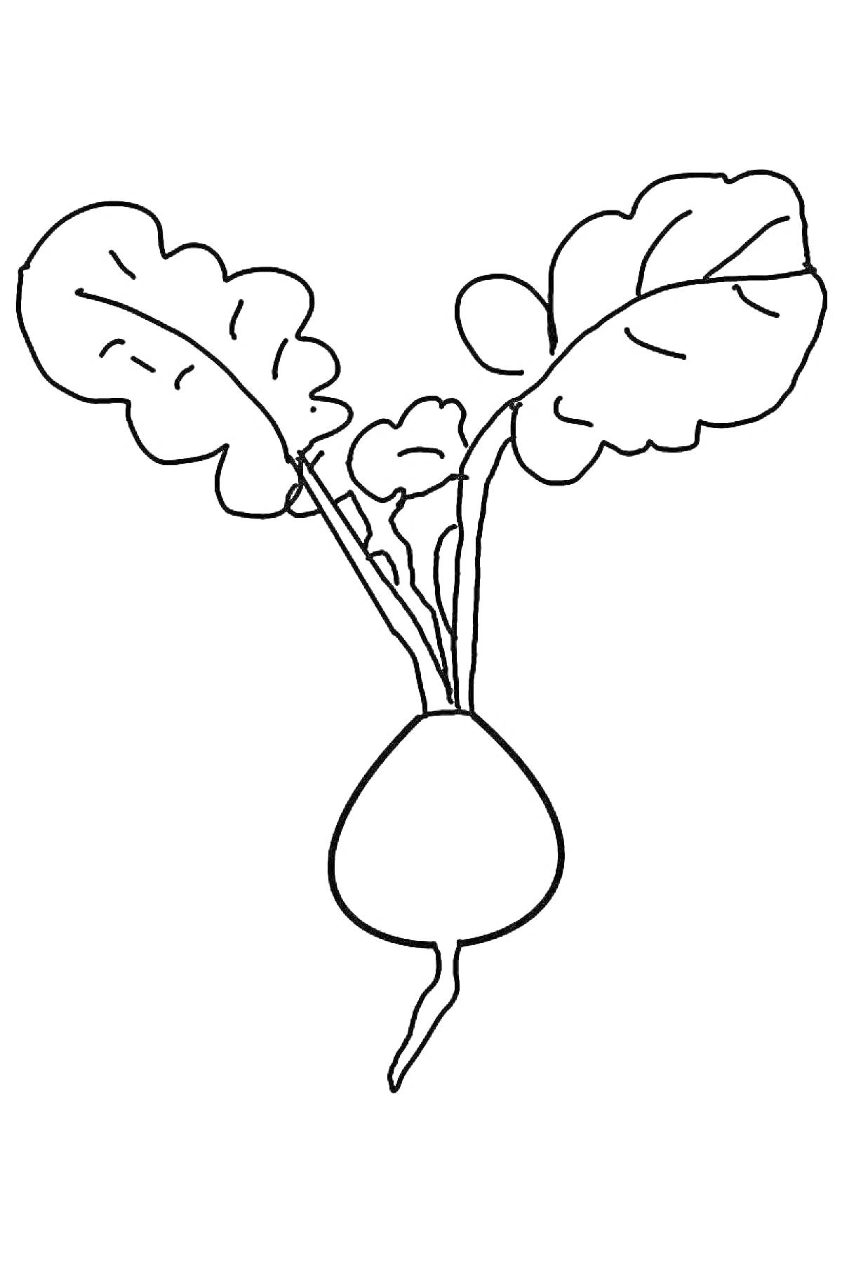 На раскраске изображено: Редька, Корнеплод, Листья