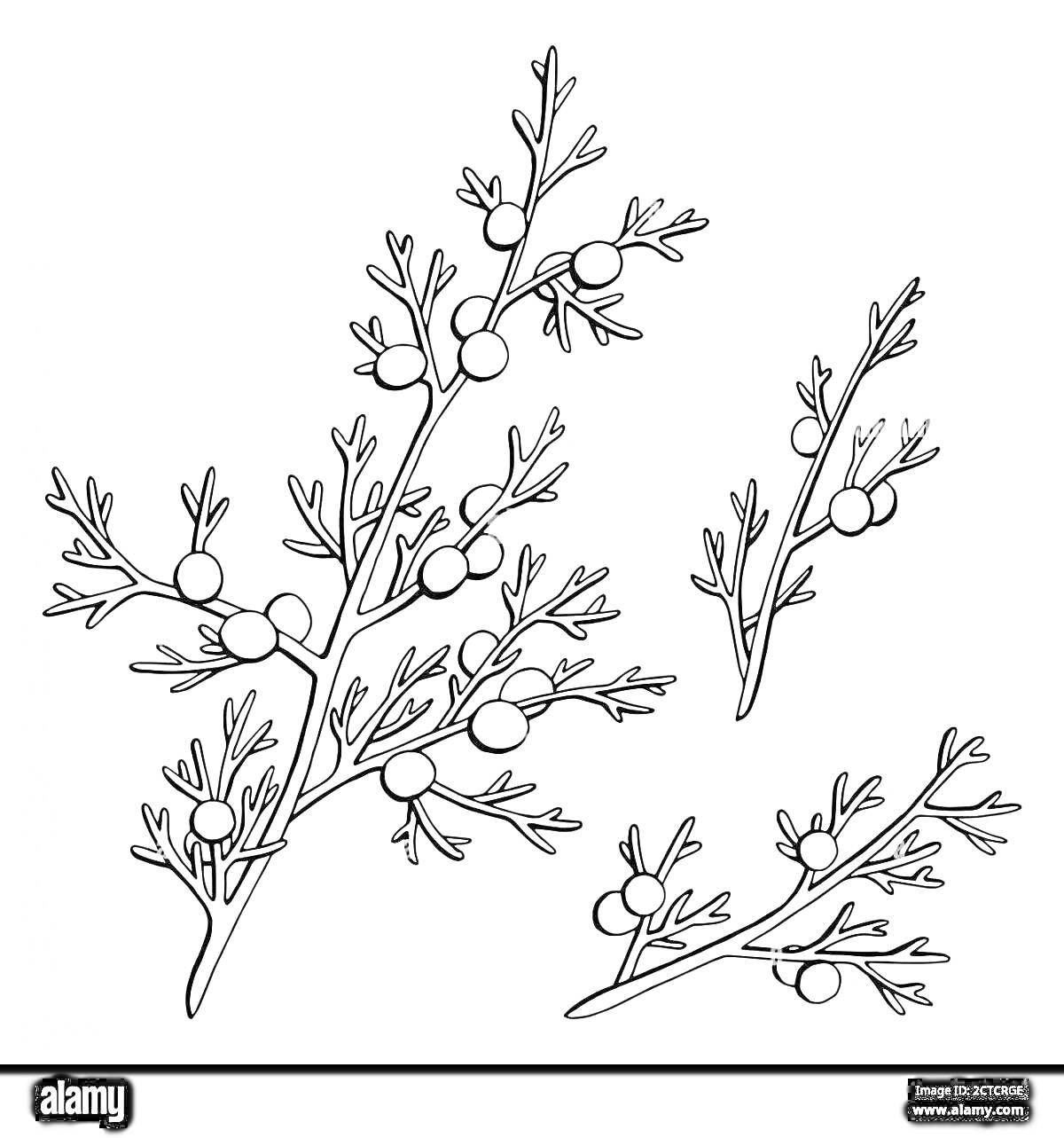 На раскраске изображено: Можжевельник, Ягоды, Природа, Ботаника
