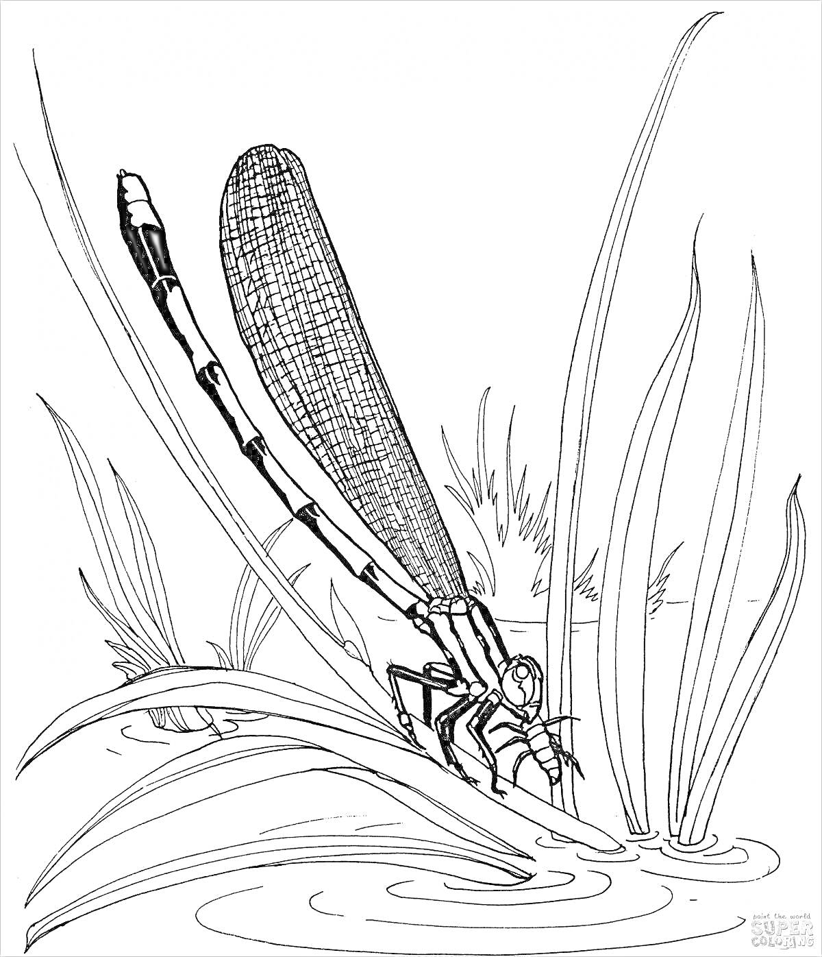 Раскраска Стрекоза на камышах у воды