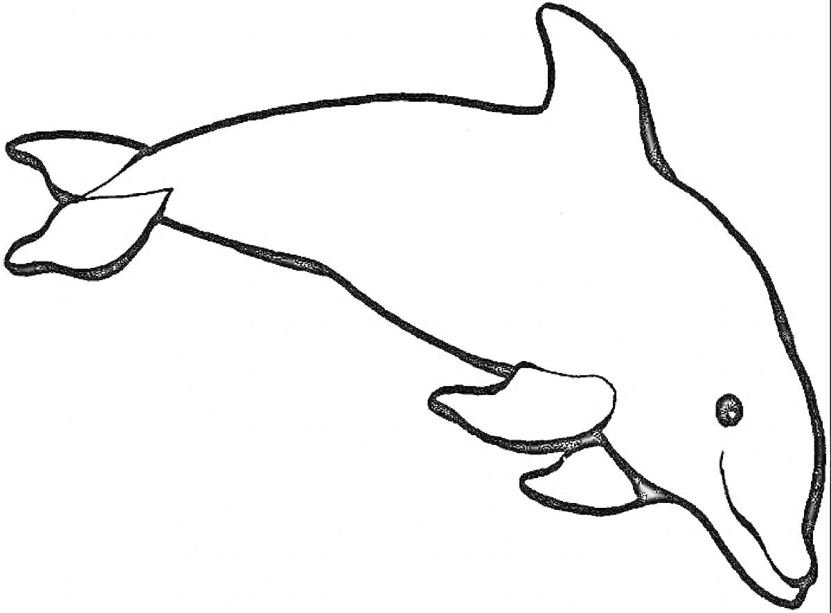 Раскраска Дельфин, плывущий в воде, контурный рисунок