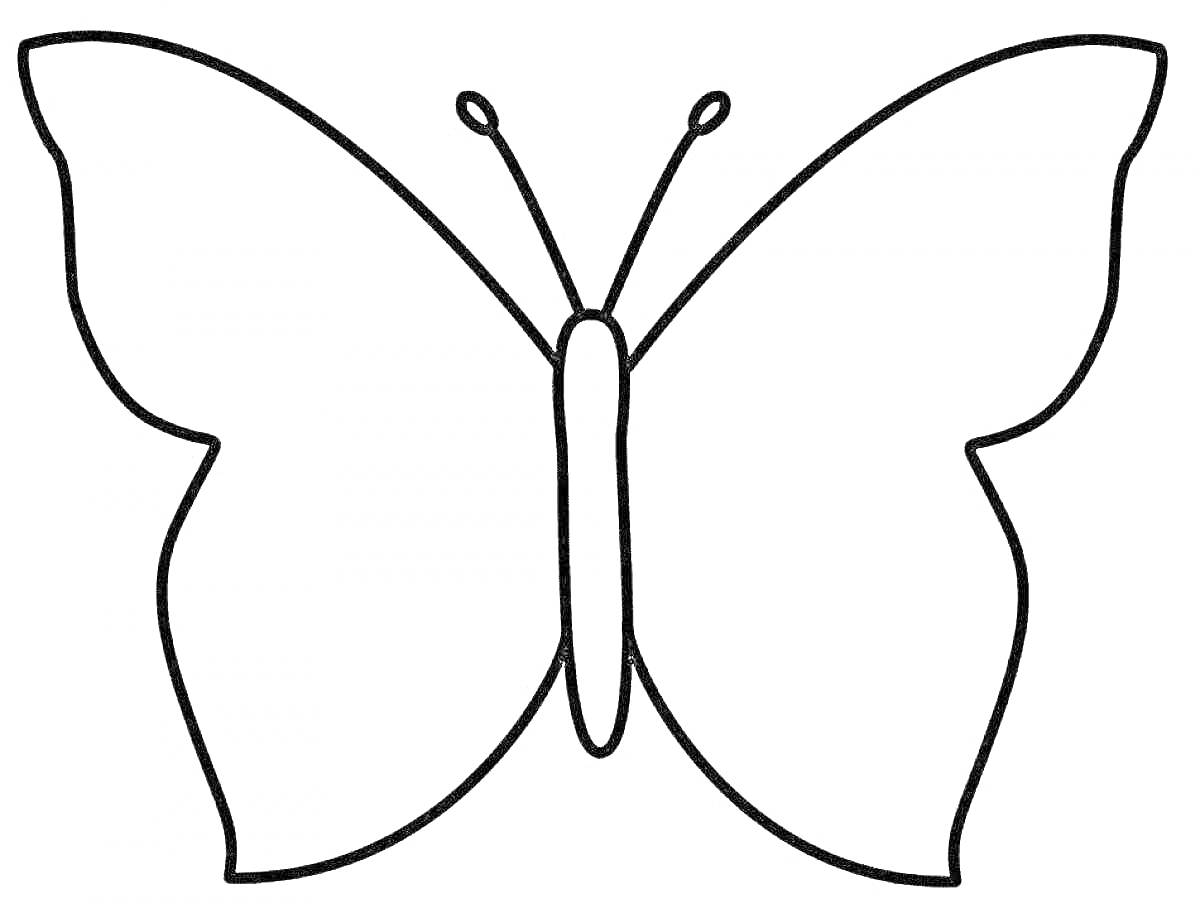 Раскраска шаблон бабочка с антеннами и крыльями