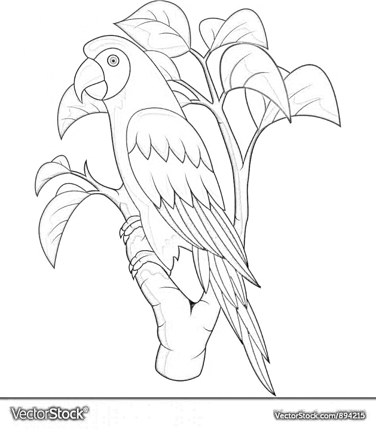 На раскраске изображено: Ветка, Листья, Птица