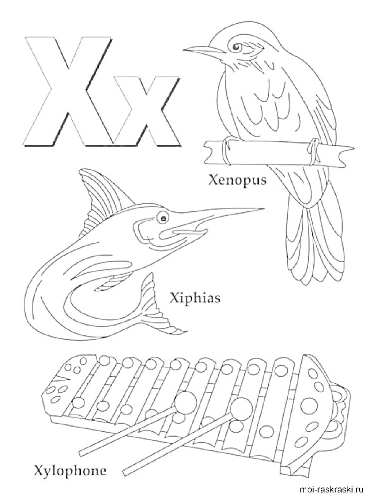 На раскраске изображено: Английский алфавит, Буква X, Птица, Ксилофон