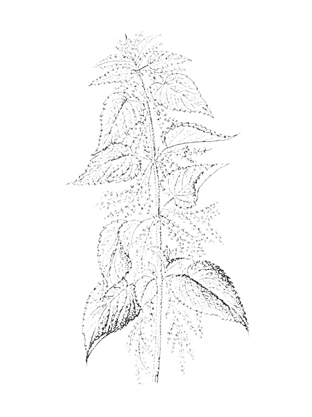 Раскраска Крапива с листьями и цветками