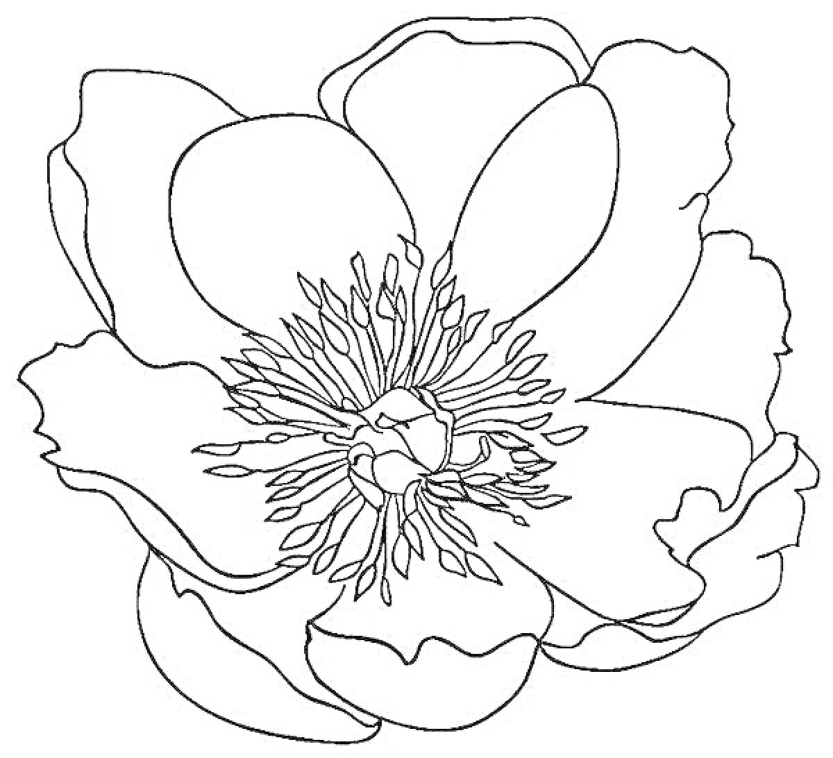 Раскраска Пион тонколистный крупный цветок