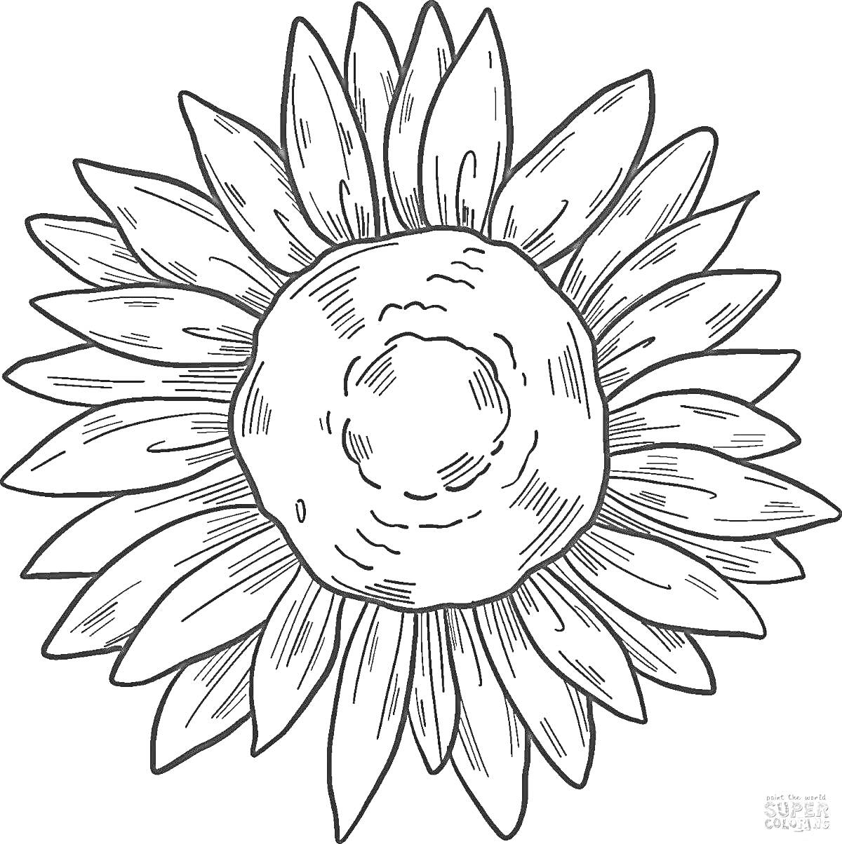 На раскраске изображено: Для детей, Лепестки, Дошкольное образование, Природа