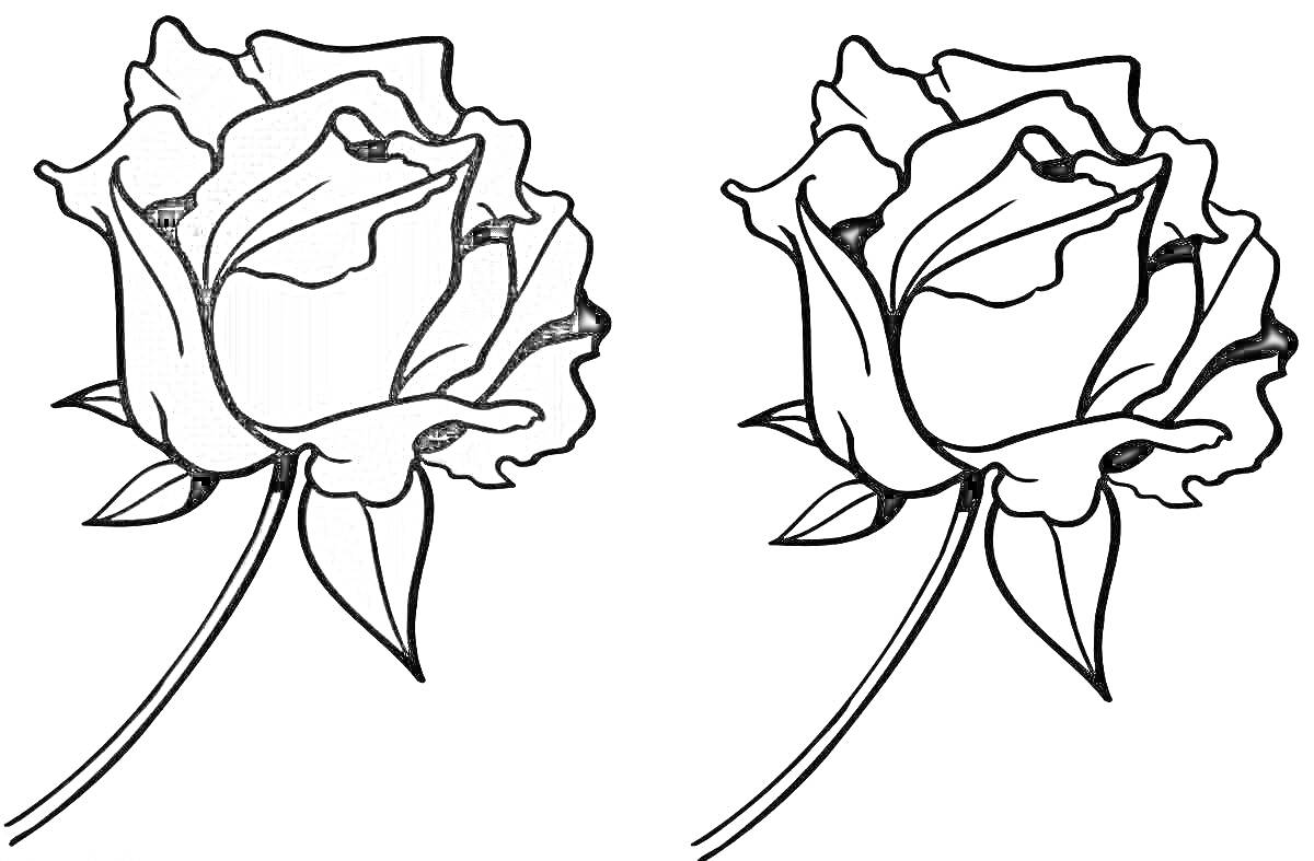 Раскраска Роза, изображение двух роз - одна раскрашенная в красные и зеленые цвета, другая контурная черно-белая для раскрашивания