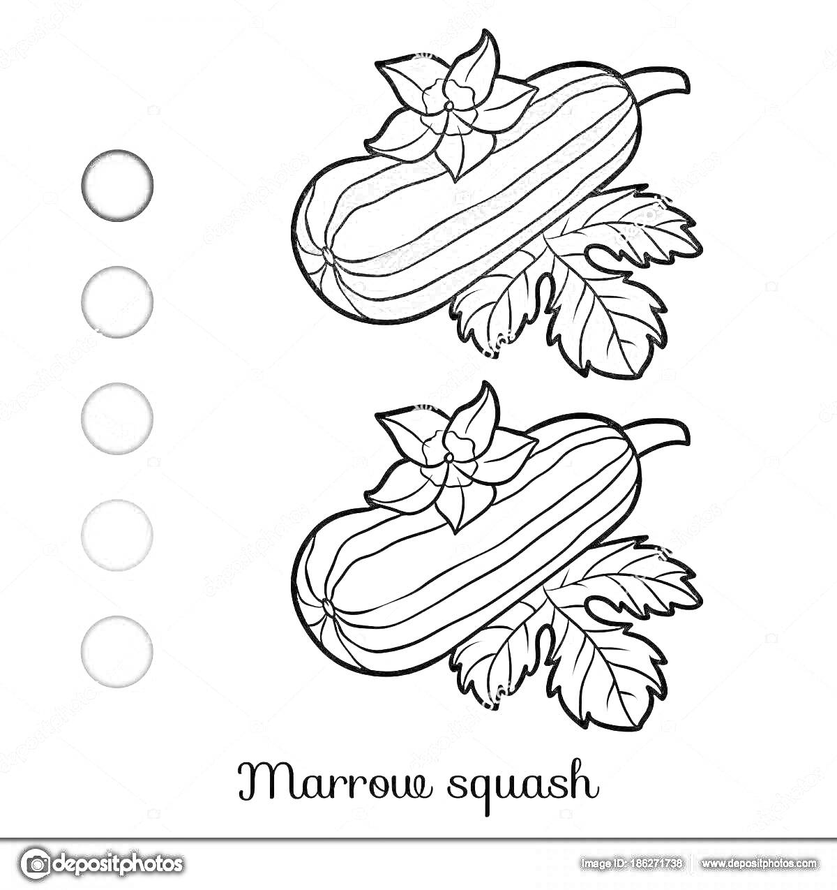 Раскраска Кабачок с цветком и листьями