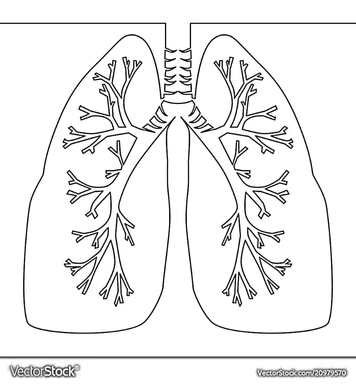 Раскраска Легкие человека с бронхами и трахеей