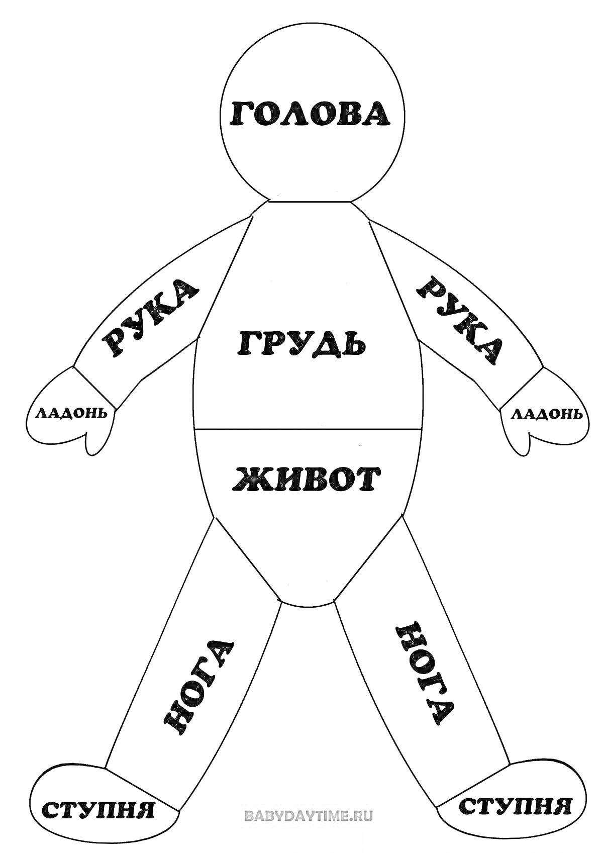 РаскраскаЧасти тела человека: голова, грудь, рука, ладонь, живот, нога, ступня