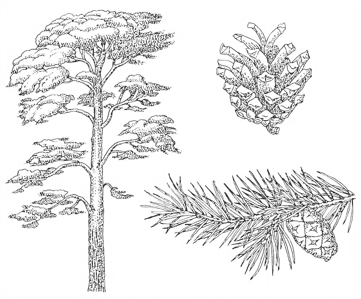 Раскраска Сосна с шишкой и веткой