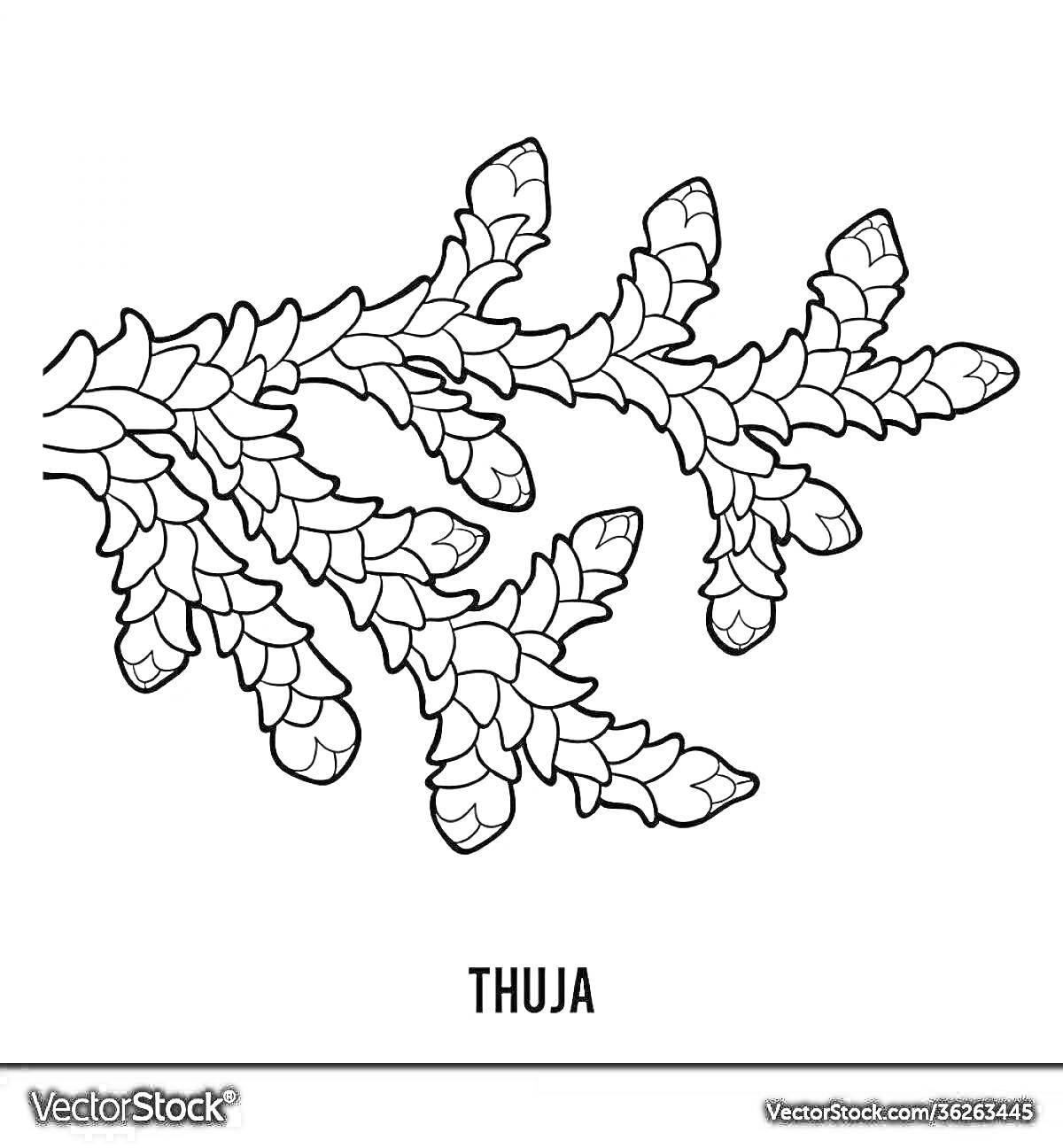 На раскраске изображено: Туя, Хвоя, Ботаника
