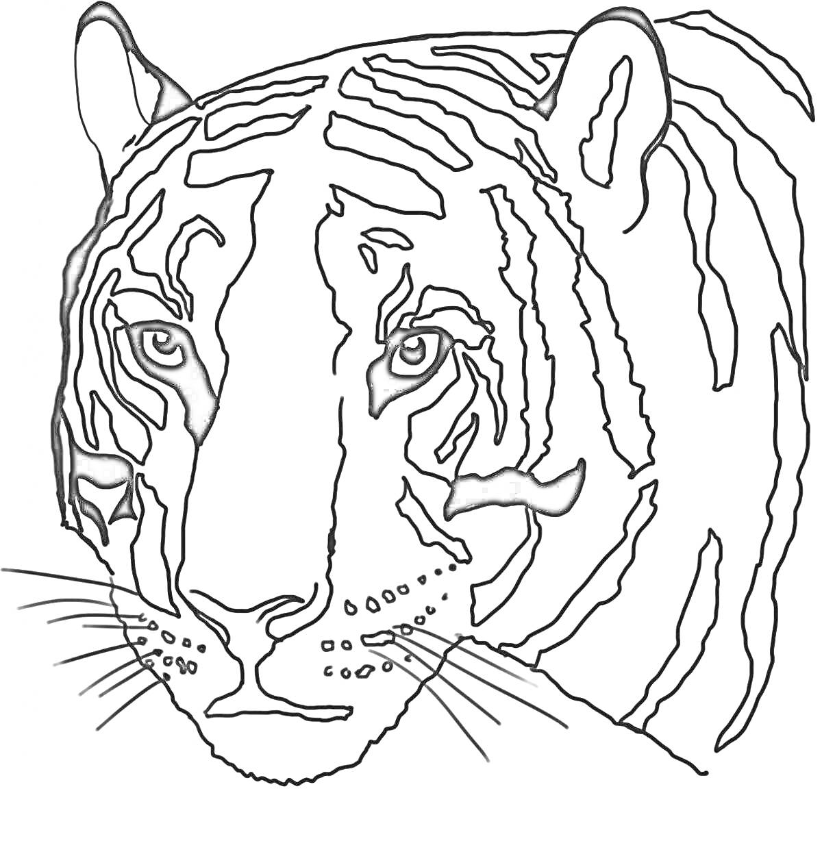 Раскраска Раскраска головы тигра с ушами, глазами, усами и полосками