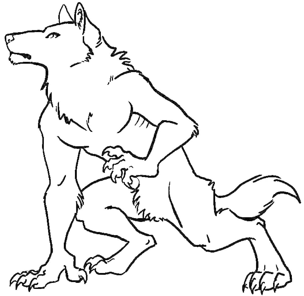 Раскраска Оборотень волк в боевой стойке с приподнятыми лапами