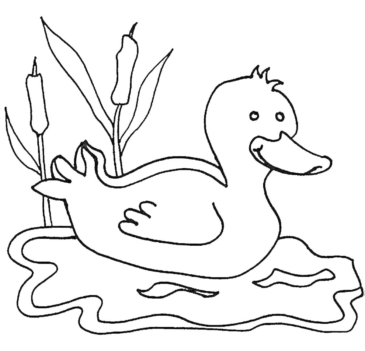 Раскраска утка в пруду с рогозом