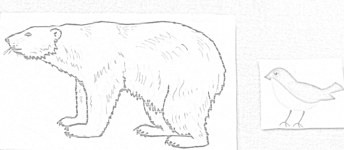 На раскраске изображено: Медведь, Воробей, Птица, Животные