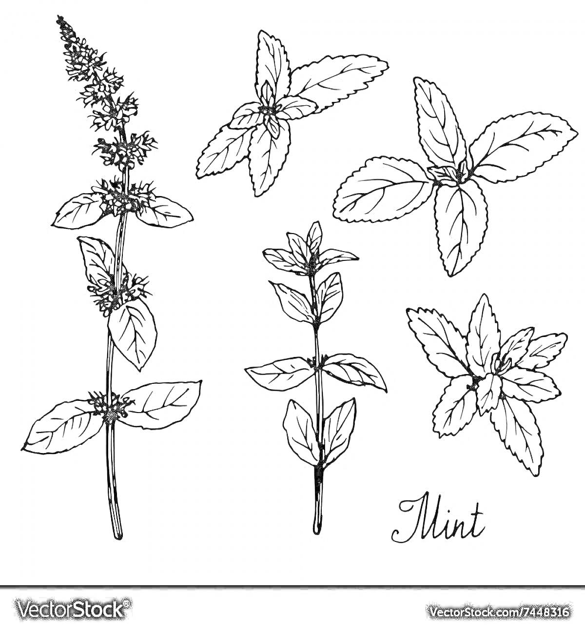 На раскраске изображено: Мята, Листья, Трава, Ботаника, Природа