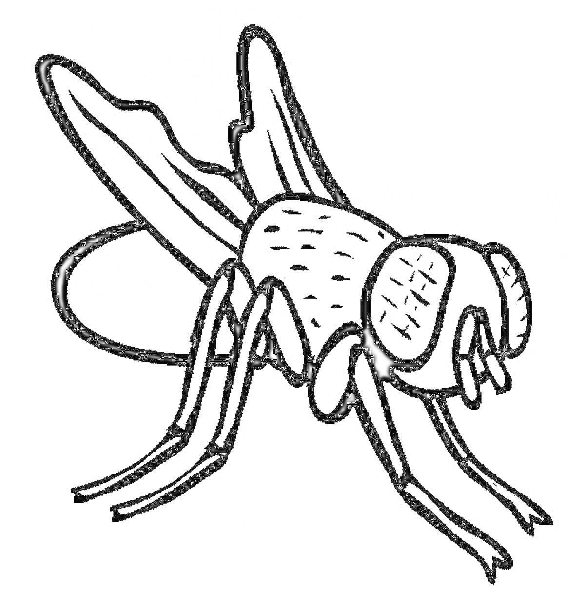 Раскраска Раскраска мухи с большими глазами и крыльями