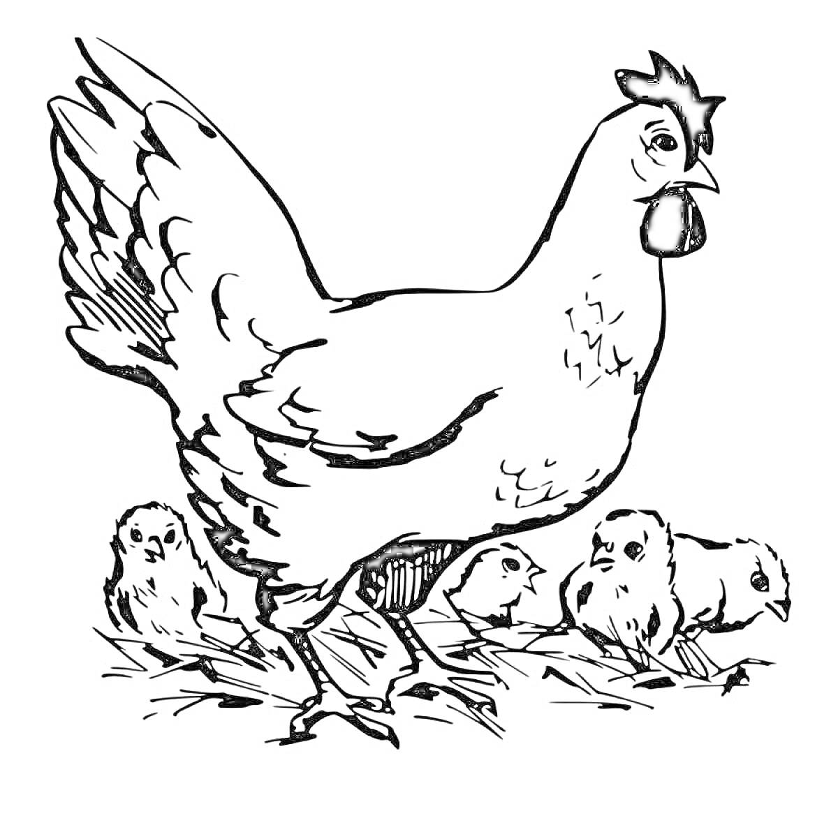 Раскраска Курица с цыплятами на соломенной подстилке