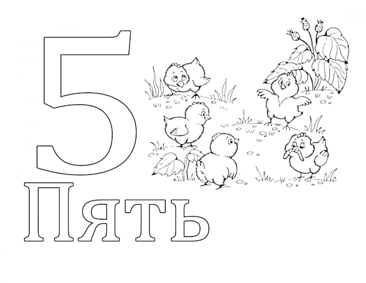 Раскраска Цифра 5 и пять цыплят на траве с листьями в углу