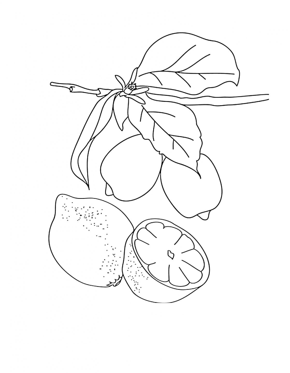 Раскраска Ветка лимонного дерева с листьями и лимонами, целый и нарезанный лимон на переднем плане