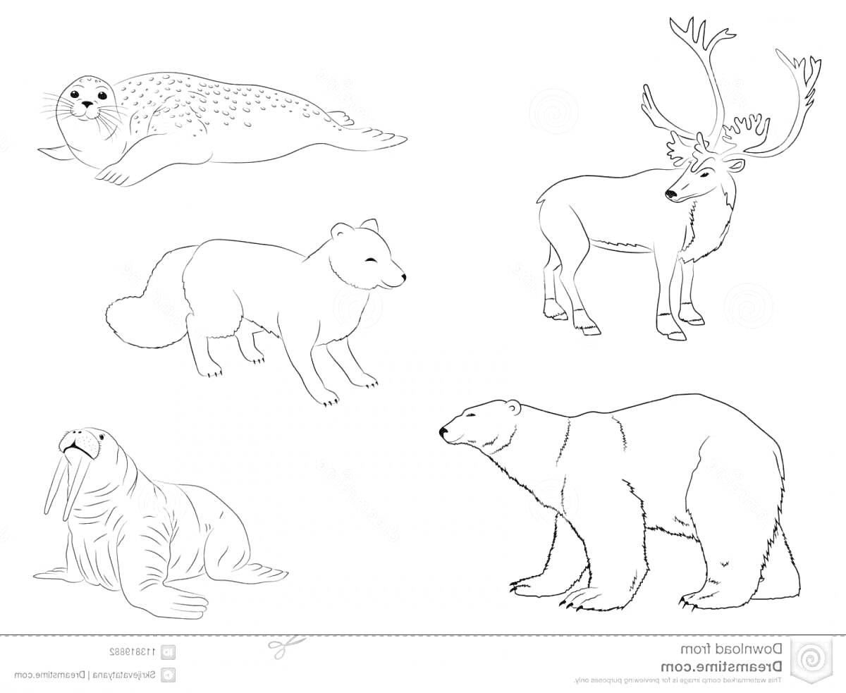На раскраске изображено: Животные, Север, Дошкольники, Морской котик, Северный олень, Песец, Морж, Белый медведь, Арктика, Обучение