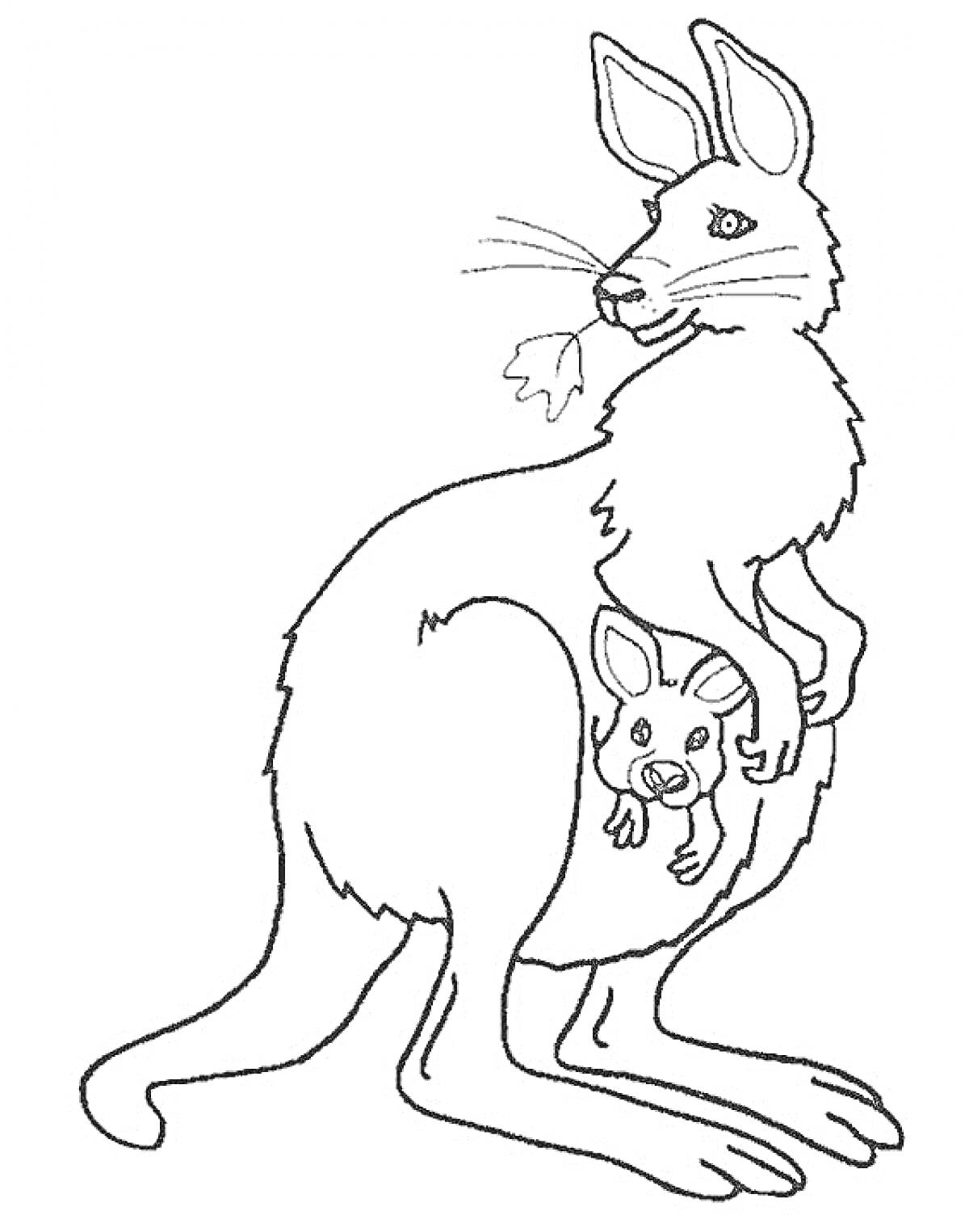 Раскраска Кенгуру с детенышем и листом во рту