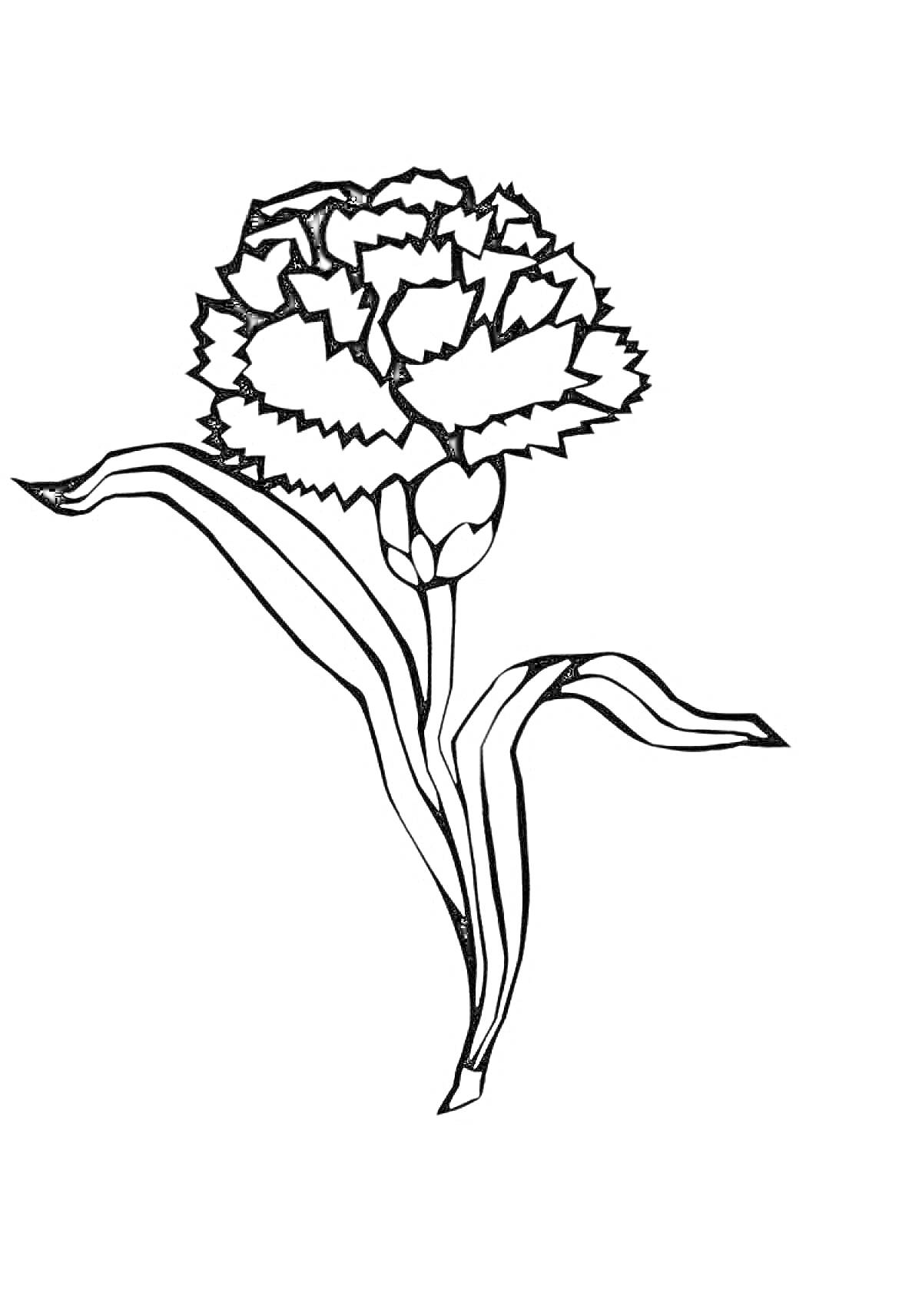 На раскраске изображено: Гвоздика, Цветок с листьями, Для детей, Ботаника