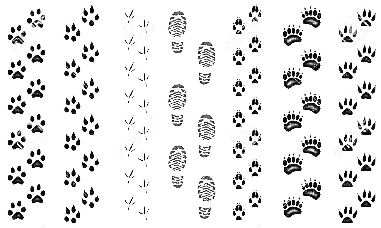 На раскраске изображено: Следы, Собака, Птица, Человек, Медведь