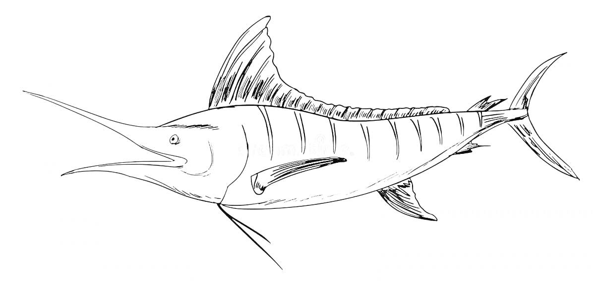 На раскраске изображено: Рыба, Марлин, Полосы, Морская жизнь
