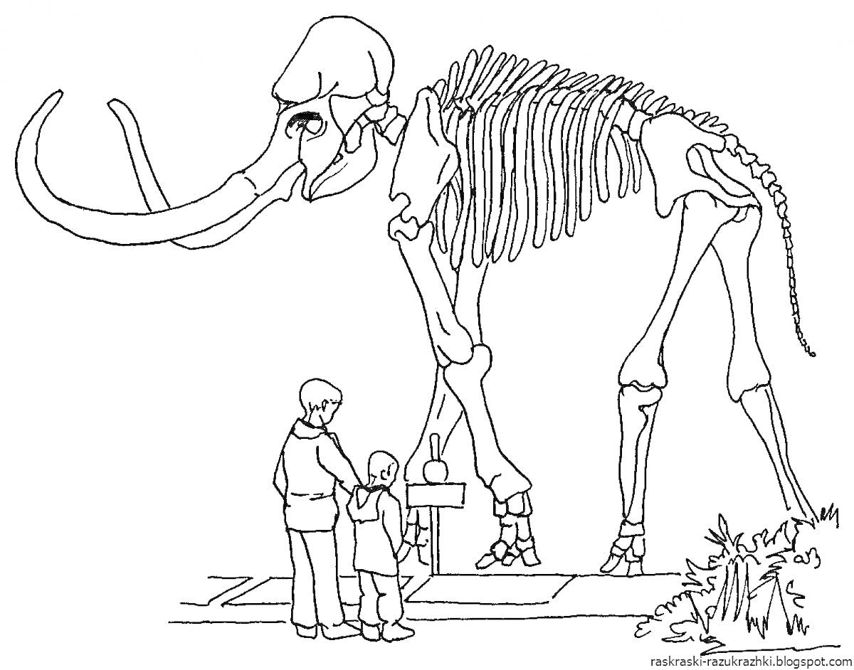 Раскраска дети смотрят на скелет мамонта