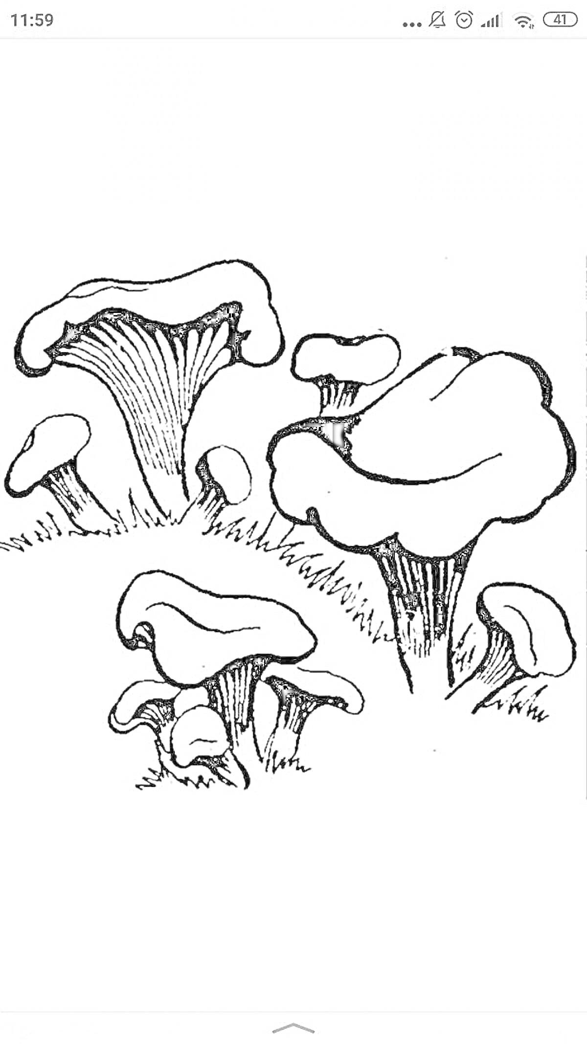 На раскраске изображено: Грибы, Природа, Для детей, Трава, Лес